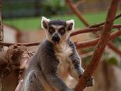 lemur-tongue-out-zoo-sitting-limb-600573.jpg