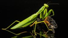 praying-mantis-fishing-locust-221009.jpg