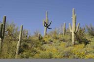 Saguaro cactus plant carnegiea gigantea cereus giganteus.jpg