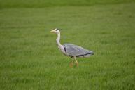 heron-birds-wildlife-freshwater-164405.jpg