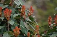 Tree-and-Flower-National-Arboretum.jpg