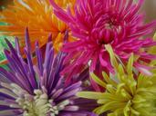 fun-colorful-background-mums-happy-623862.jpg