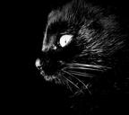 cat-intrigue-darkness-1387346.jpg