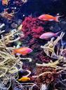 aquarium-the-croisic-fish-exotic-1459410.jpg