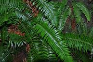 ferns-rainforest-flora-771762.jpg