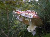 mushroom-amanita-muscaria-poisonous-642390.jpg