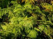 ferns-fronds-green-foliage-1054674.jpg