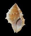 sea-shell-mollusk-ocean-marine-537853.jpg