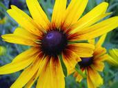 cone-flower-cone-flower-yellow-1434931.jpg