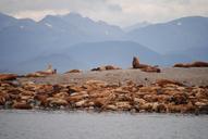 sea-lions-juno-alaska-alaska-1072552.jpg