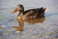 mallard-duck-animals-aquatic-animal-1174073.jpg