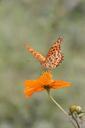 butterfly-orange-tropics-butterfly-1029143.jpg