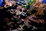 coral-reef-fish-coral-water-stones-173512.jpg