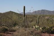 desert-cactus-arizona-landscape-941967.jpg