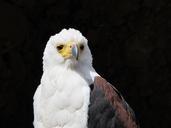 bald-eagle-american-eagle-eagle-744334.jpg