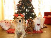 pets-christmas-dogs-cat-962215.jpg