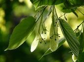 lime-blossom-infructescence-linde-55863.jpg