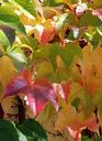 autumn-leaves-golden-autumn-vine-466062.jpg