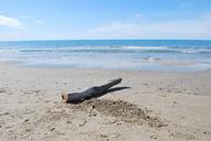 beach-driftwood-deadwood-1230729.jpg