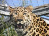 leopard-panther-zoo-wild-feline-1250296.jpg