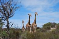 giraffe-baby-giraffe-family-629015.jpg