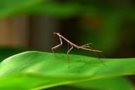 praying-mantis-stick-insect-bug-710996.jpg