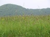 summer-meadow-grasses-meadow-391132.jpg