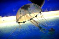 jellyfish-fish-tentacles-216148.jpg