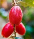 berries-fruit-red-289500.jpg