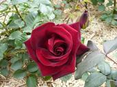 red-rose-flower-flowers-park-art-968733.jpg