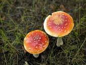 fungus-basidiomycete-psychoactive-387478.jpg