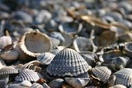 shell-lake-sea-holiday-beach-1675231.jpg