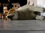 dog-sleeping-roadside-relaxation-645292.jpg