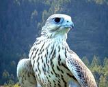 falcon-white-bird-beautiful-84789.jpg