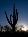 cactus-saguaro-silhouette-sunset-809914.jpg