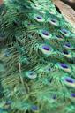 peacock-feathers-tail-feathers-bird-377566.jpg