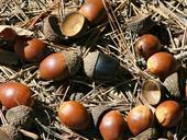 nuts-black-acorn-oak-animal-food-60812.jpg