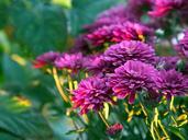 Purple mums flowers.jpg