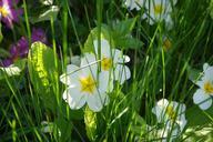 primrose-flower-blossom-bloom-324325.jpg