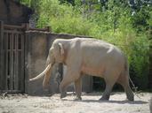 elephant-animal-wildlife-zoo-422363.jpg