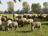 flock-of-sheep-nature-reserve-376707.jpg