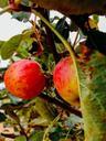 apples-apple-tree-tree-nature-909551.jpg