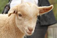 goat-lamb-zoo-animal-nature-401661.jpg