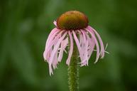 grass-flower-nature-green-spring-615715.jpg