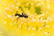 ant-yellow-flower-close-up-380932.jpg