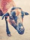 goat-brown-black-domestic-goat-459133.jpg