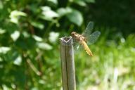 dragonfly-sailing-dragonfly-353403.jpg