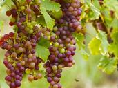 vineyards-grapes-fruit-wines-vines-1645139.jpg