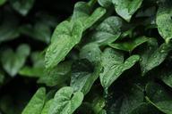 rain-corner-plant-leaf-420026.jpg