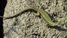 reptile-lizard-shiny-insect-eater-941697.jpg